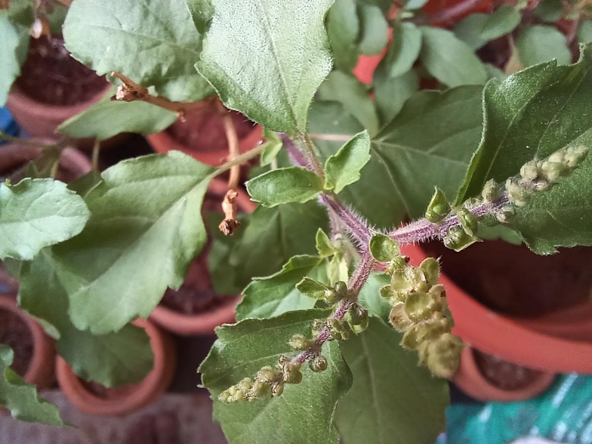 Samsung Galaxy M53 5G camera sample: Macro Samsung Galaxy M53 5G camera sample