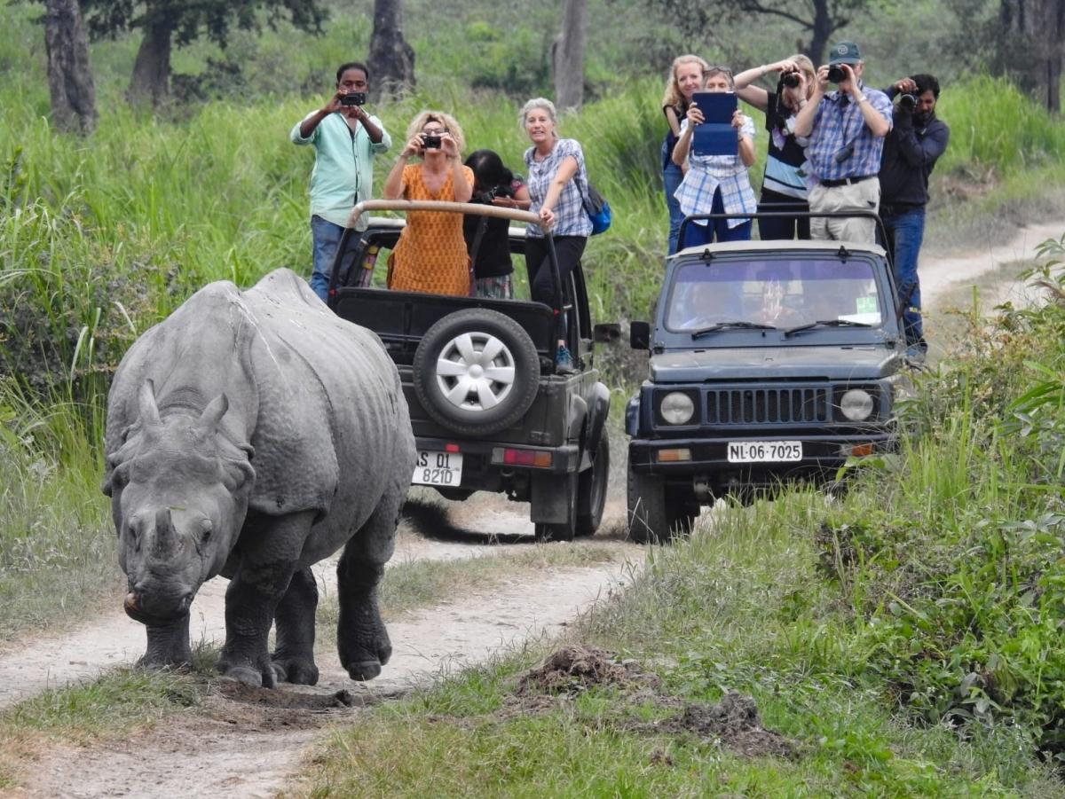 Over 64% tourists' increase in Assam's Kaziranga national park - IBTimes  India