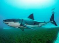 shark