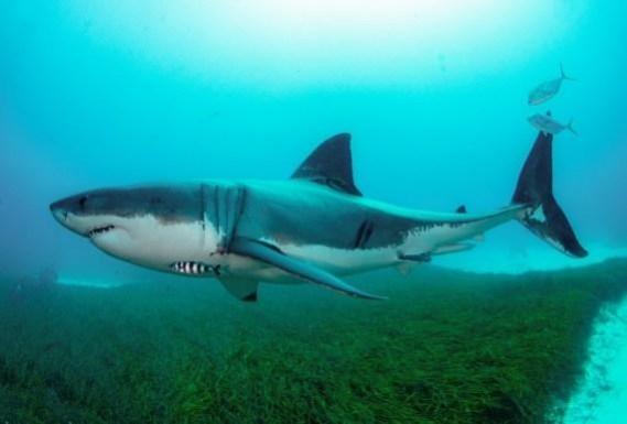 shark shark