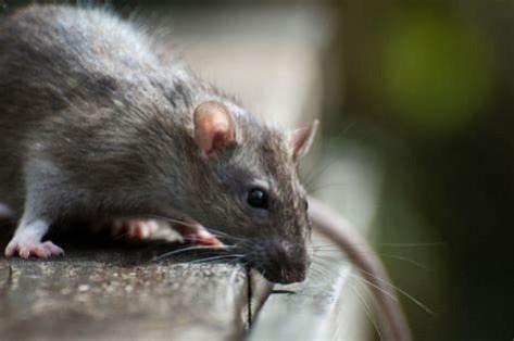 rodents rodents