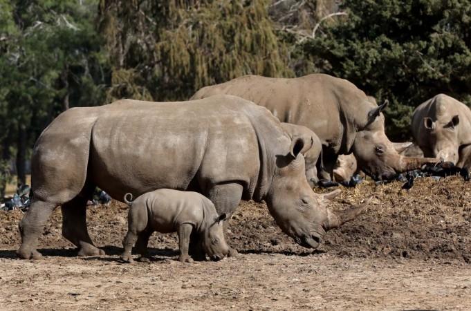 A white rhinoceros named Karen Peles walks with her second calf, a 3-week old female, at the Safari Zoo in Ramat Gan, Israel, on Jan. 21, 2019. The zoo said on Monday morning that the southern white rhinoceros was born on December 30. A white rhinoceros