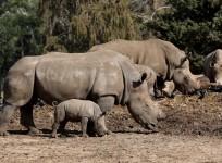 A white rhinoceros