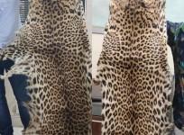 K'taka police arrest rowdy sheeter trading leopard skin