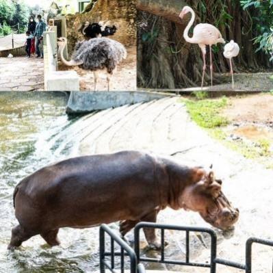 SL zoos run out of money to feed animals