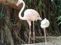 SL zoos run out of money to feed animals