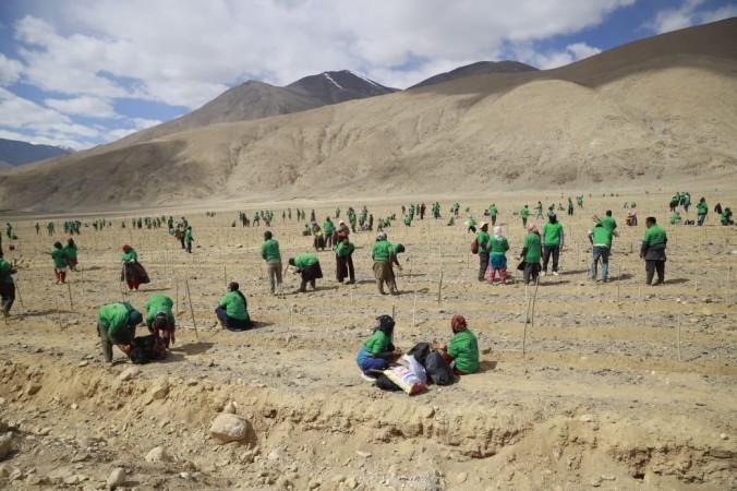 Plantation drive in Chushul village