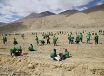Plantation drive in Chushul village