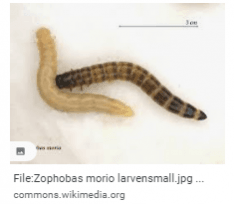 Zophobas morio