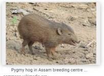 pygmy hog