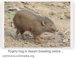 pygmy hog