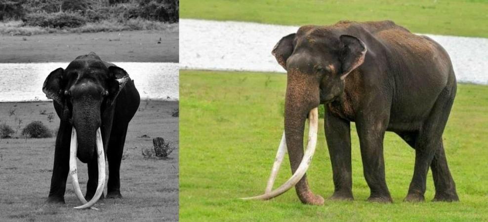 Wildlife lovers mourn death of 70-yr-old jumbo with longest tusks Wildlife lovers mourn death of 70-yr-old jumbo with longest tusks