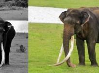 Wildlife lovers mourn death of 70-yr-old jumbo with longest tusks