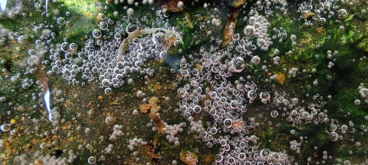 Samsung Galaxy A53 camera sample