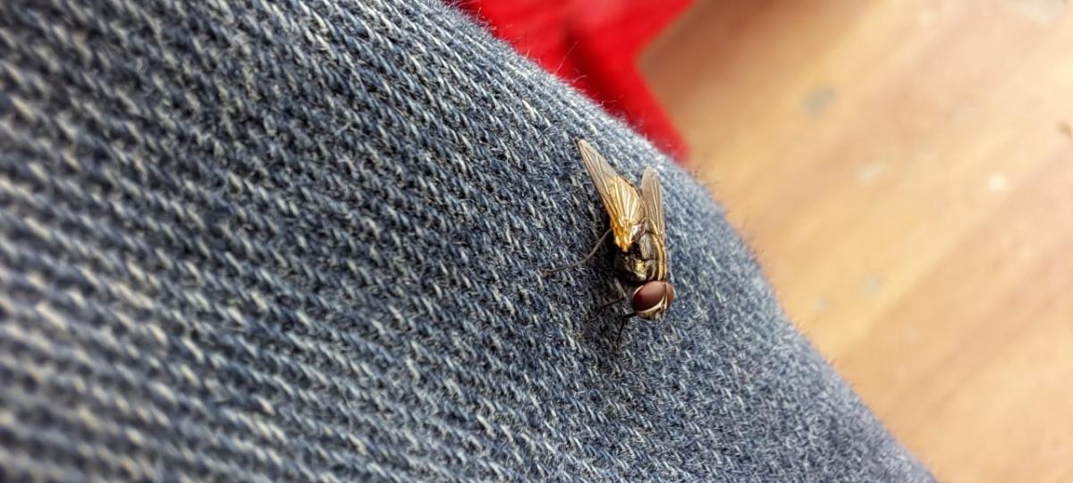 Samsung Galaxy A53 camera sample