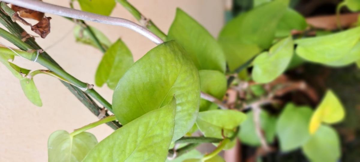 Samsung Galaxy A53 camera sample