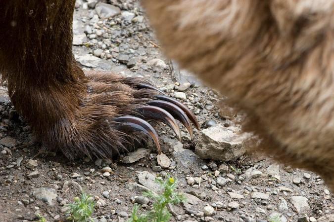 Three kids mauled to death by wild beasts in 3 days in J&K's Uri; Army, police help sought in matter [details]
