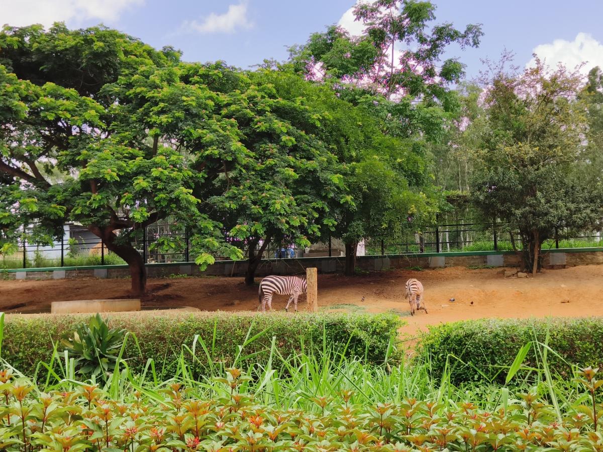 OnePlus 10R camera sample: 1x, auto OnePlus 10R camera sample