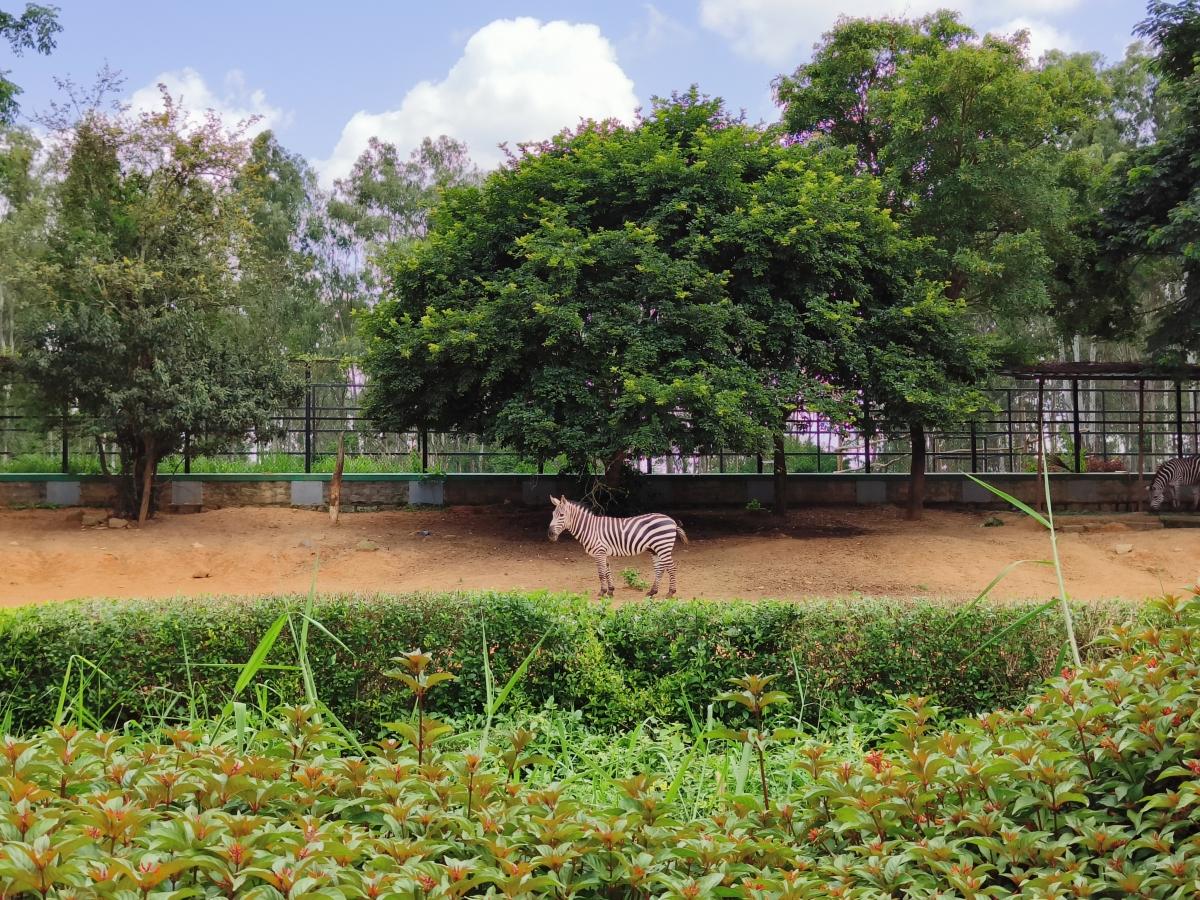 OnePlus 10R camera sample: Zoom test OnePlus 10R camera sample