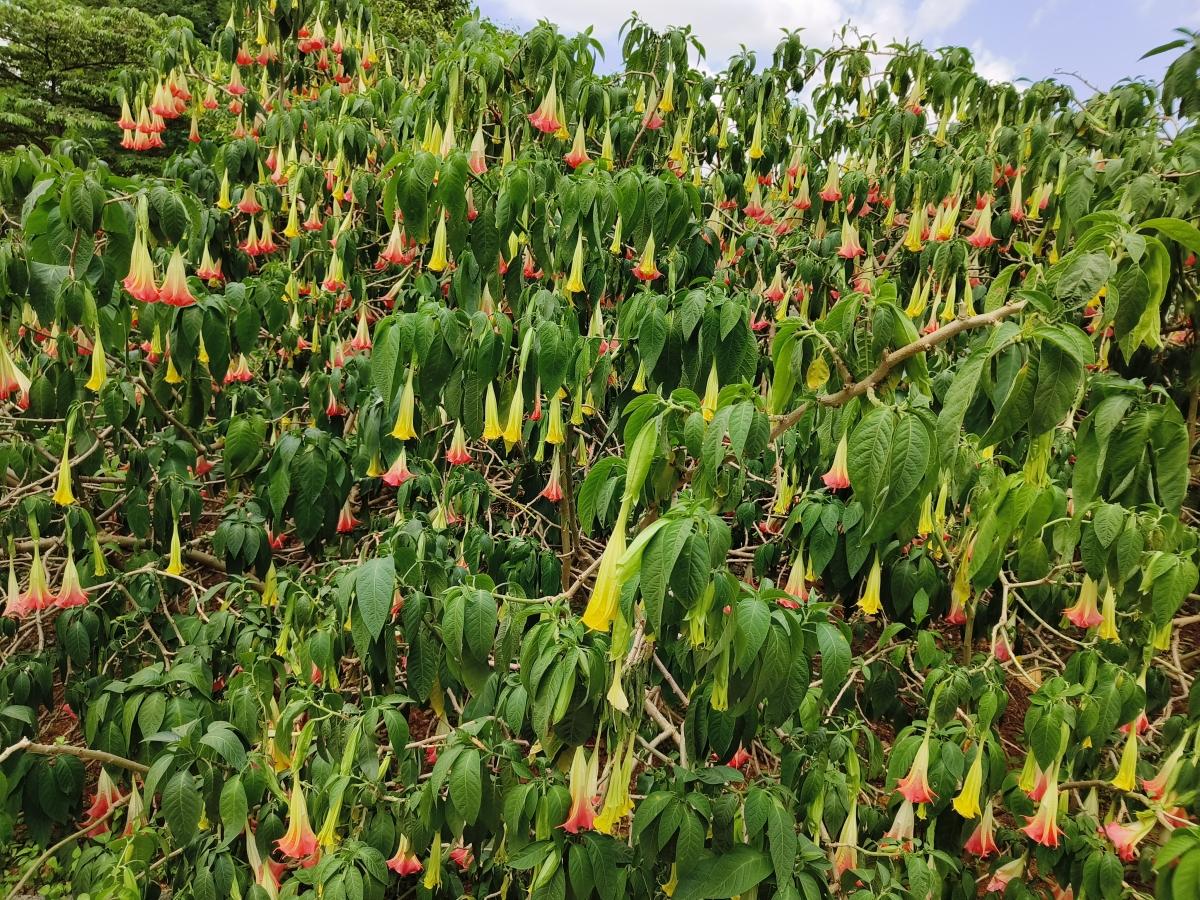 OnePlus 10R camera sample: 1x, auto mode OnePlus 10R camera sample