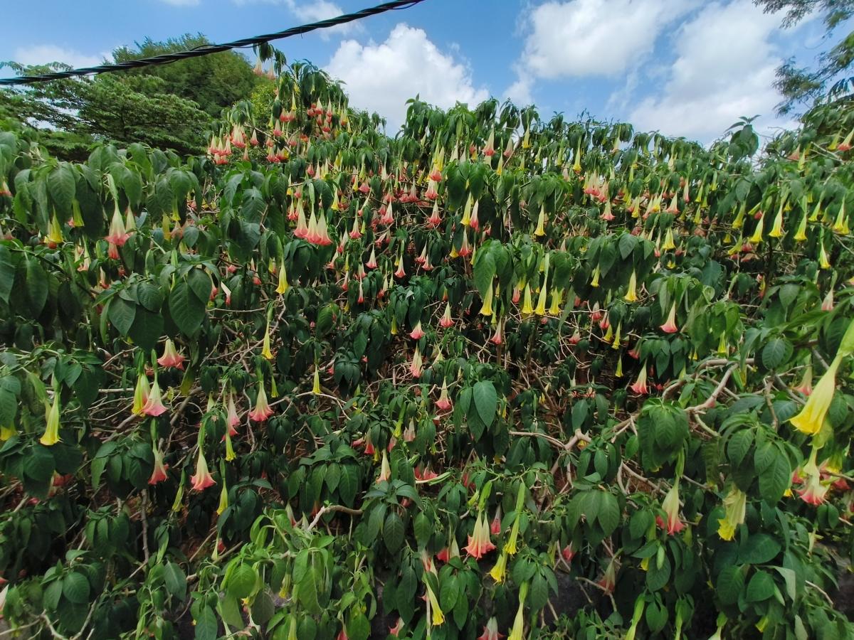 OnePlus 10R camera sample: Ultrawide OnePlus 10R camera sample