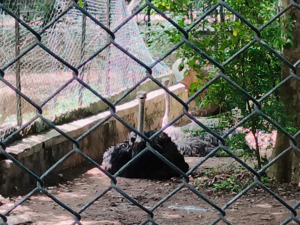 OnePlus 10R camera sample: with zoom OnePlus 10R camera sample