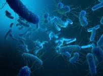 shigella bacteria.