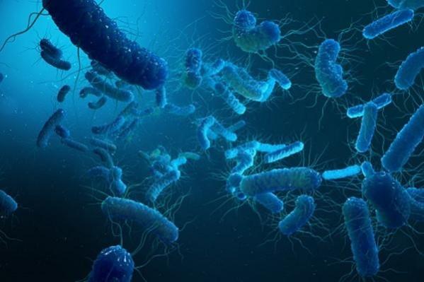 shigella bacteria. shigella bacteria.