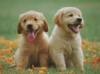 5 most important vaccinations for dogs