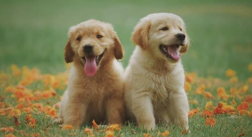 5 most important vaccinations for dogs 5 most important vaccinations for dogs