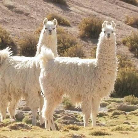 Nanobodies from llamas shows promise against Covid-19 Nanobodies from llamas shows promise against Covid-19
