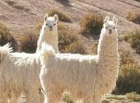 Nanobodies from llamas shows promise against Covid-19
