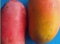Mango worth 2.5 lakh rupees is growing in Jabalpur