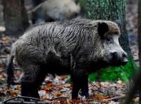 Wild boar.