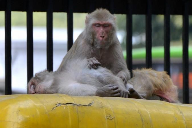 Monkeys sitting atop a spare auto-rickshaw Monkeys sitting atop a spare auto-rickshaw