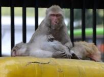 Monkeys sitting atop a spare auto-rickshaw