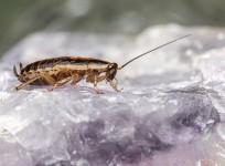 cockroach