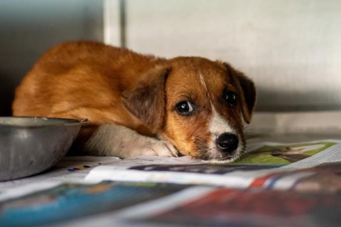 Delhi: Angry over dog's barking, man assaults pet, its owner & 2 others (Ld)