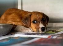 Delhi: Angry over dog's barking, man assaults pet, its owner & 2 others (Ld)