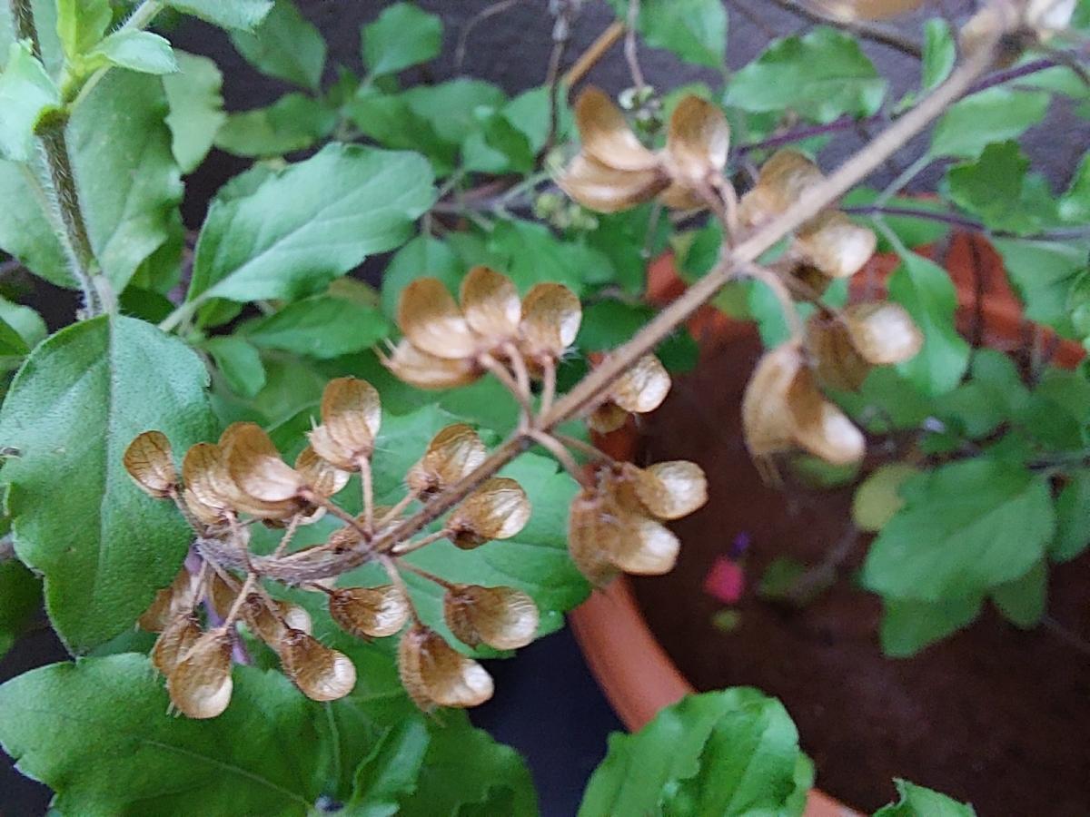 Samsung Galaxy F23 camera sample