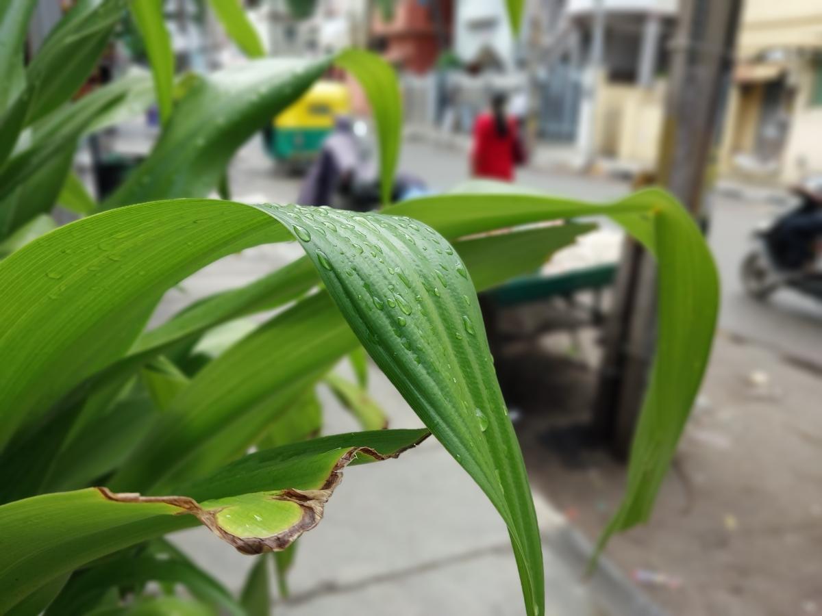 Samsung Galaxy F23 camera sample