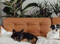 Plants you should avoid if you have pets at home