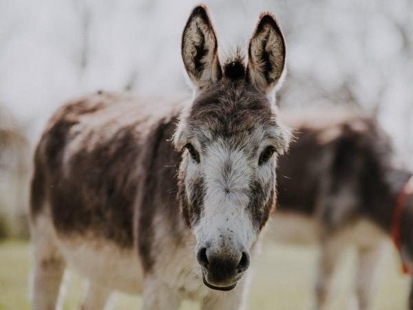 Donkeys Donkeys