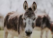 Donkeys