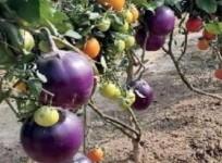 One plant with potato, tomato brinjal.