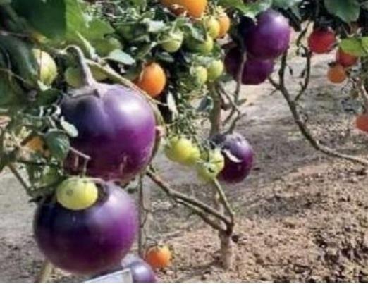 One plant with potato, tomato brinjal.