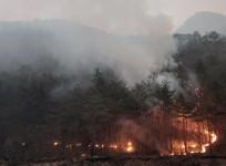 Wildfire