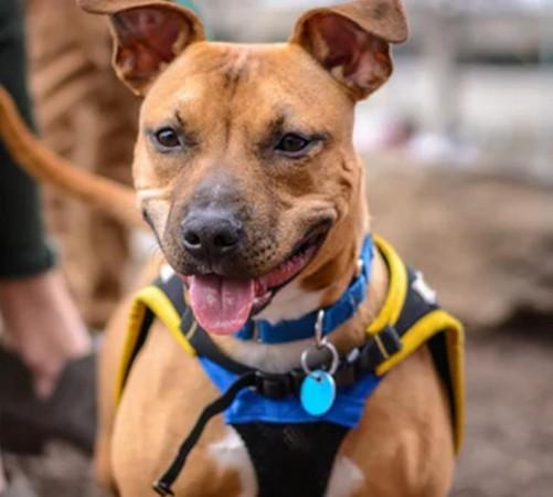 pit bull dog pit bull dog