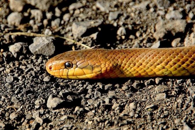 Snake Snake