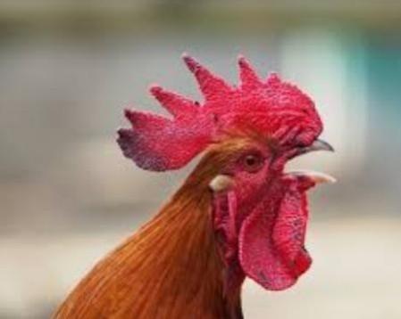 Rooster (Representational picture) Rooster